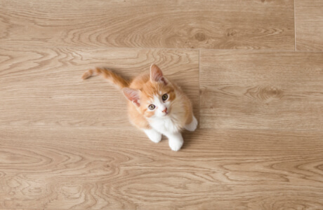 養寵物與保養地板的雙贏之道